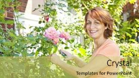  Presentation with red rose bush - PPT layouts consisting of woman gardening and pruning rose background and a  colored foreground