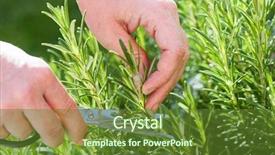  Presentation with herb - Amazing slides having woman gathers fresh rosemary herb backdrop and a tawny brown colored foreground