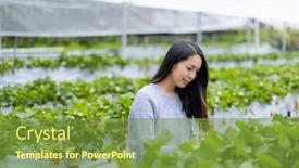  Presentation with taiwan - Theme featuring woman-go-strawberry-field background and a tawny brown colored foreground