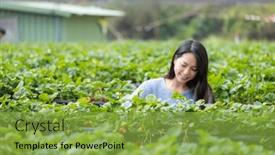  Presentation with strawberry - Theme having woman-go-strawberry-field background and a seafoam green colored foreground