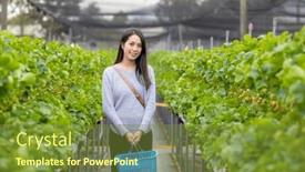  Presentation with strawberry - Slide set featuring woman-go-strawberry-field background and a tawny brown colored foreground