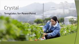  Presentation with taiwan - Presentation design enhanced with woman-go-strawberry-field background and a white colored foreground