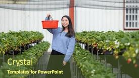  Presentation with strawberry - Slides with woman-go-to-strawberry-field background and a tawny brown colored foreground