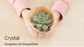  Presentation with hand holding plant - Beautiful presentation theme featuring hand holding green succulents plant backdrop and a lemonade colored foreground