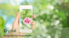  Presentation with green screen - PPT theme with woman hand holding smartphone with small flower on screen against blur green background background and a mint green colored foreground
