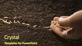  Presentation with seed - Beautiful theme featuring woman hand sowing weat seed backdrop and a wine colored foreground