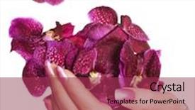  Presentation with orchids - Theme having woman hand with orchids background and a violet colored foreground