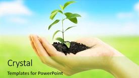  Presentation with hands planting a cabbage seedling - Audience pleasing presentation design consisting of education concept arrow with improve backdrop and a light gray colored foreground.