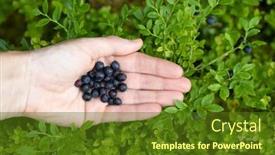  Presentation with blueberries - Presentation design enhanced with woman-hands-holding-wild-blueberries background and a tawny brown colored foreground