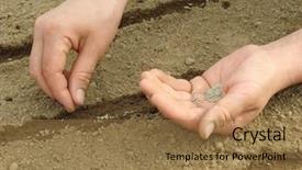  Presentation with vegetable seed - Amazing presentation theme having woman hands sowing seeds backdrop and a coral colored foreground