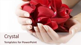  Presentation with rose petal corner frame - Beautiful slides featuring woman hands with rose petals backdrop and a  colored foreground