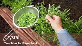  Presentation with plant - Amazing PPT theme having woman-harvesting-arugula-leaves-plant backdrop and a tawny brown colored foreground