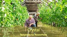  Presentation with old age - Slides enhanced with woman harvesting crop of tomato background and a tawny brown colored foreground