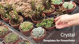  Presentation with convenient store - Presentation design having woman hold a cactus pot background and a tawny brown colored foreground