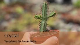  Presentation with cactus - Audience pleasing presentation theme consisting of woman hold a cactus pot backdrop and a coral colored foreground