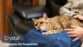  Presentation with play - Amazing presentation having woman-hold-his-cat backdrop and a ocean colored foreground