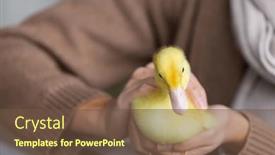  Presentation with duck - Slide deck enhanced with woman-hold-with-little-duck background and a  colored foreground
