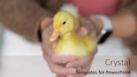  Presentation with duck - Slide deck enhanced with woman-hold-with-little-duck background and a  colored foreground