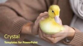  Presentation with duck - Slide set enhanced with woman-hold-with-little-duck background and a  colored foreground