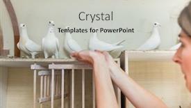  Presentation with trophy award hand holding - Slide deck consisting of woman-holding-a-pigeon background and a light gray colored foreground