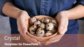  Presentation with quail - Audience pleasing PPT layouts consisting of woman holding bowl with quail eggs closeup backdrop and a coral colored foreground