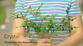  Presentation with woman gathering - Presentation theme having woman-holding-branch-of-ripe background and a coral colored foreground