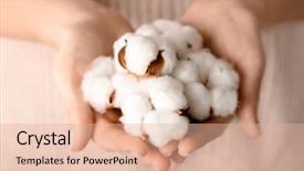  Presentation with tropical flowers close up - Presentation theme with woman holding cotton flowers closeup background and a lemonade colored foreground