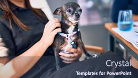  Presentation with dog - Cool new theme with woman-holding-cute-chihuahua-dog backdrop and a tawny brown colored foreground