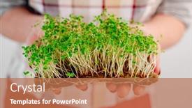  Presentation with hands holding - Audience pleasing slide set consisting of woman-holding-in-her-hands backdrop and a coral colored foreground