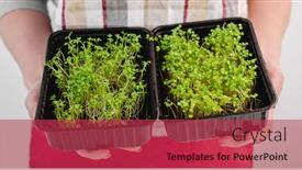 Presentation with hands holding - Slides featuring woman-holding-in-her-hands background and a red colored foreground