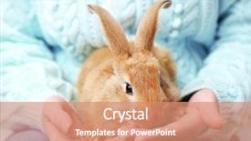  Presentation with rabbit production - Slide set with woman holding little cute rabbit background and a coral colored foreground