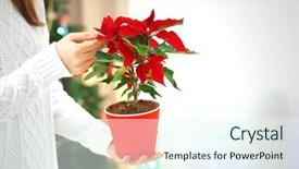  Presentation with flower woman - Cool new PPT theme with woman holding pot with christmas backdrop and a  colored foreground