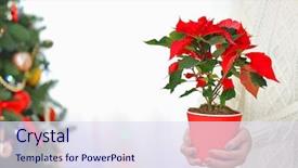  Presentation with botanical - Beautiful PPT theme featuring woman holding pot with christmas backdrop and a  colored foreground