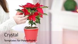  Presentation with botanical - PPT theme with woman holding pot with christmas background and a coral colored foreground