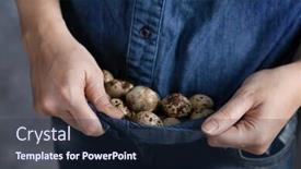 Presentation with quail - Presentation having woman holding quail eggs in shirt closeup background and a wine colored foreground