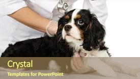  Presentation with veterinary - Colorful presentation theme enhanced with woman holding spaniel with wound backdrop and a tawny brown colored foreground