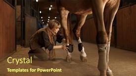  Presentation with injury - Theme featuring woman-horse-owner-putting-bandage background and a tawny brown colored foreground