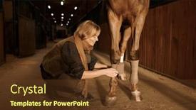  Presentation with injury - Presentation enhanced with woman-horse-owner-putting-bandage background and a tawny brown colored foreground