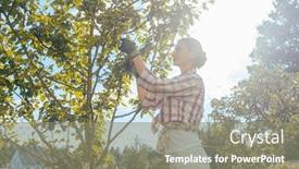  Presentation with fruit tree - Audience pleasing PPT theme consisting of woman in garden outdoors checking fruit tree backdrop and a gray colored foreground