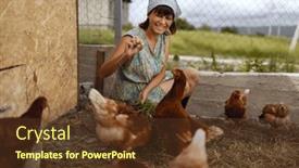  Presentation with poultry farm - PPT theme consisting of woman-in-the-village background and a tawny brown colored foreground