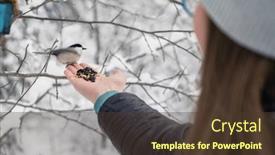  Presentation with birds - Presentation consisting of woman-in-winter-jacket-feeding background and a  colored foreground