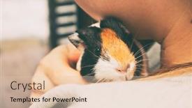  Presentation with guinea pig - Slides having woman-is-holding-the-guinea background and a lemonade colored foreground