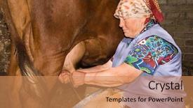  Presentation with old farm - Amazing presentation having woman is milking a cow backdrop and a coral colored foreground