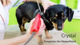  Presentation with pet grooming - Presentation theme enhanced with woman is shearing dog background and a mint green colored foreground