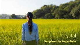  Presentation with paddy field - PPT theme having woman-look-at-the-paddy background and a tawny brown colored foreground