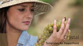  Presentation with grape vine black grapes - PPT theme with woman-looking-at-grapes background and a coral colored foreground