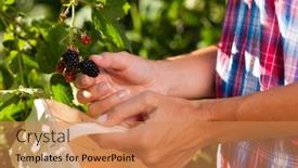  Presentation with berries - Beautiful slide deck featuring woman-only-hands-harvesting-berries backdrop and a coral colored foreground
