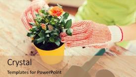  Presentation with home gardening - PPT layouts enhanced with woman or gardener hand background and a coral colored foreground