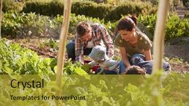  Presentation with co2 for produce - PPT theme having woman owned - family harvesting produce from allotment background and a gold colored foreground