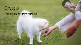  Presentation with dog park - PPT layouts featuring woman-pet-and-feed background and a yellow colored foreground